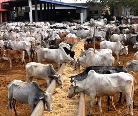FG to review national livestock plan to resolve heightened misunderstanding?between farmers and herders